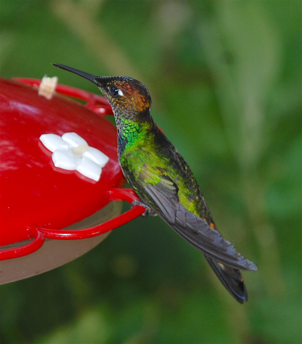 Violet-fronted Brilliant - Anonymous