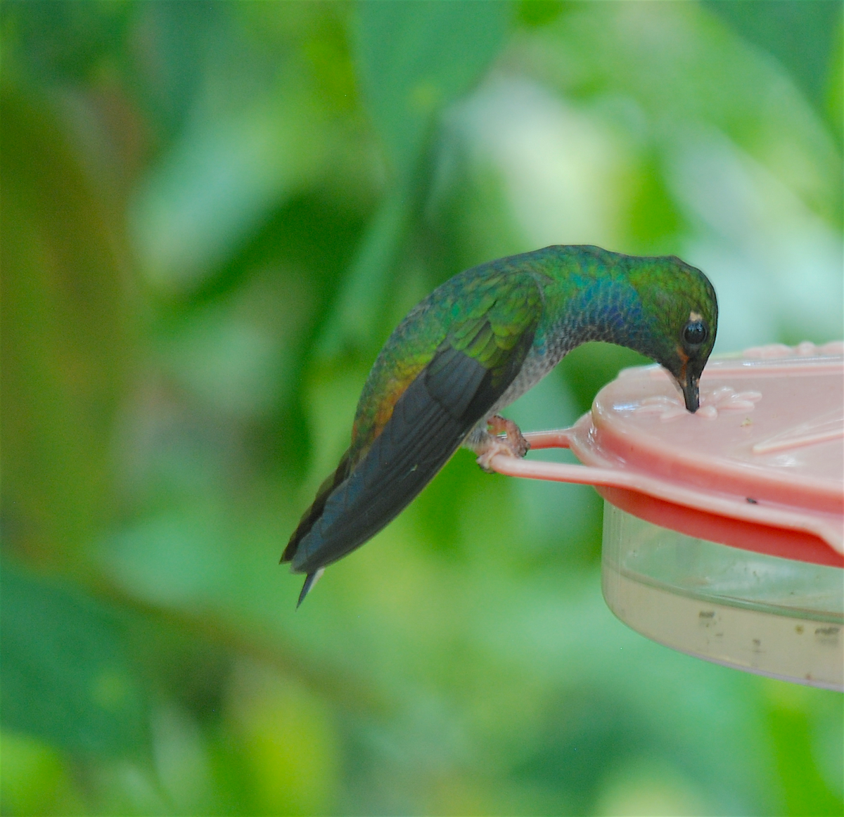 kolibřík zelenohřbetý - ML138550101