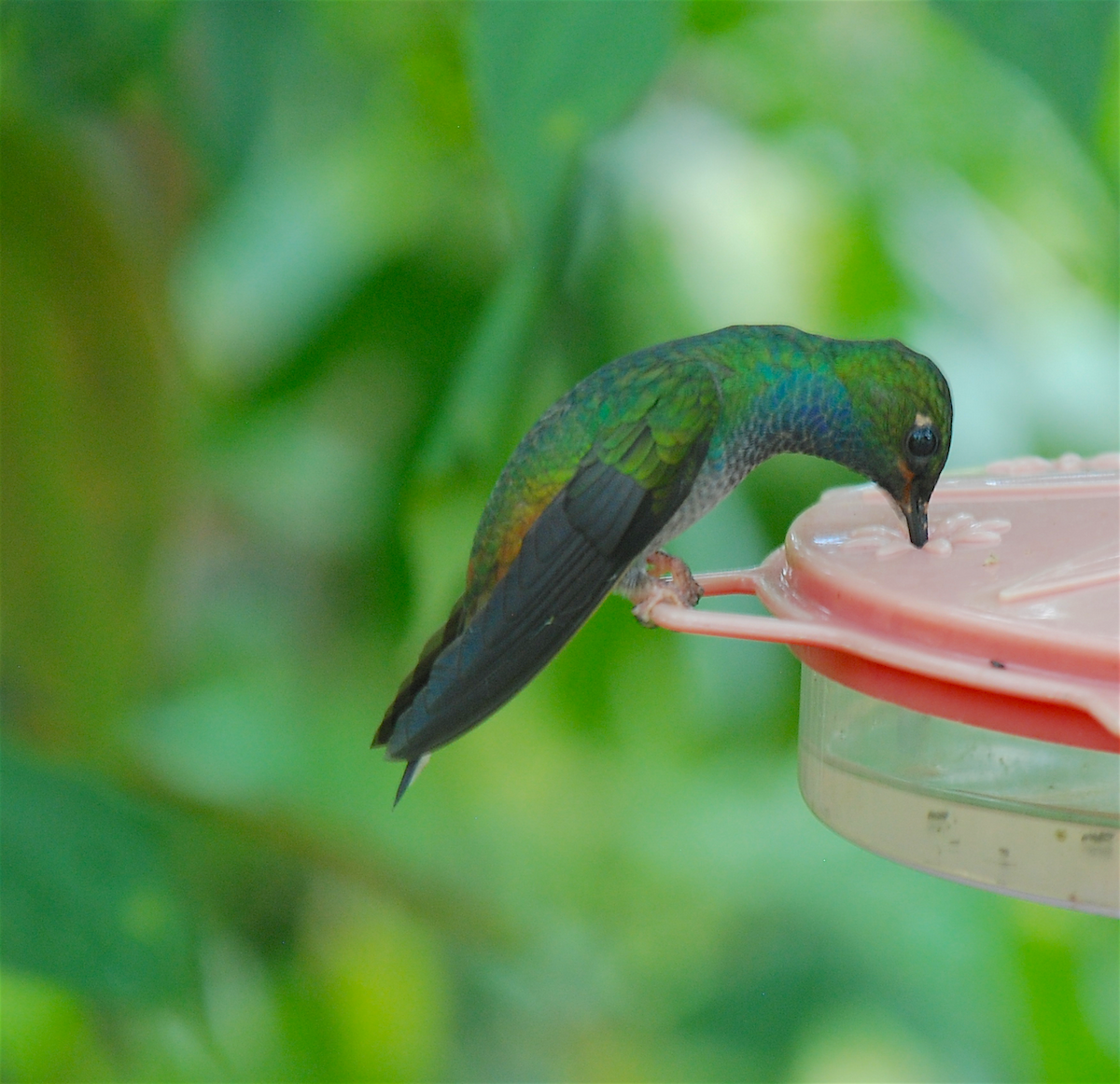 Colibri à queue blanche - ML138550101