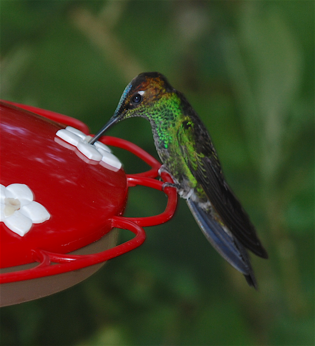 Violet-fronted Brilliant - Anonymous