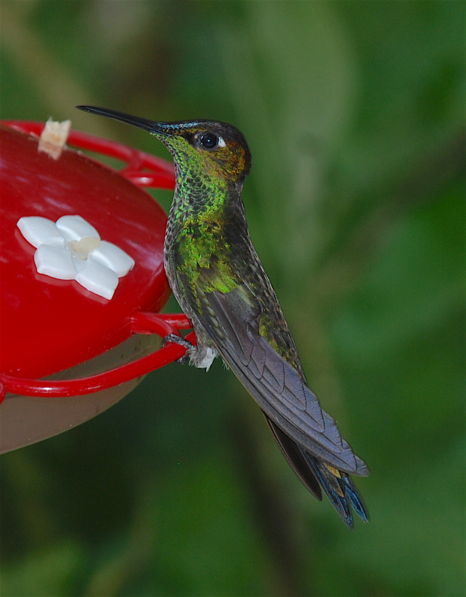 Violet-fronted Brilliant - ML138550251