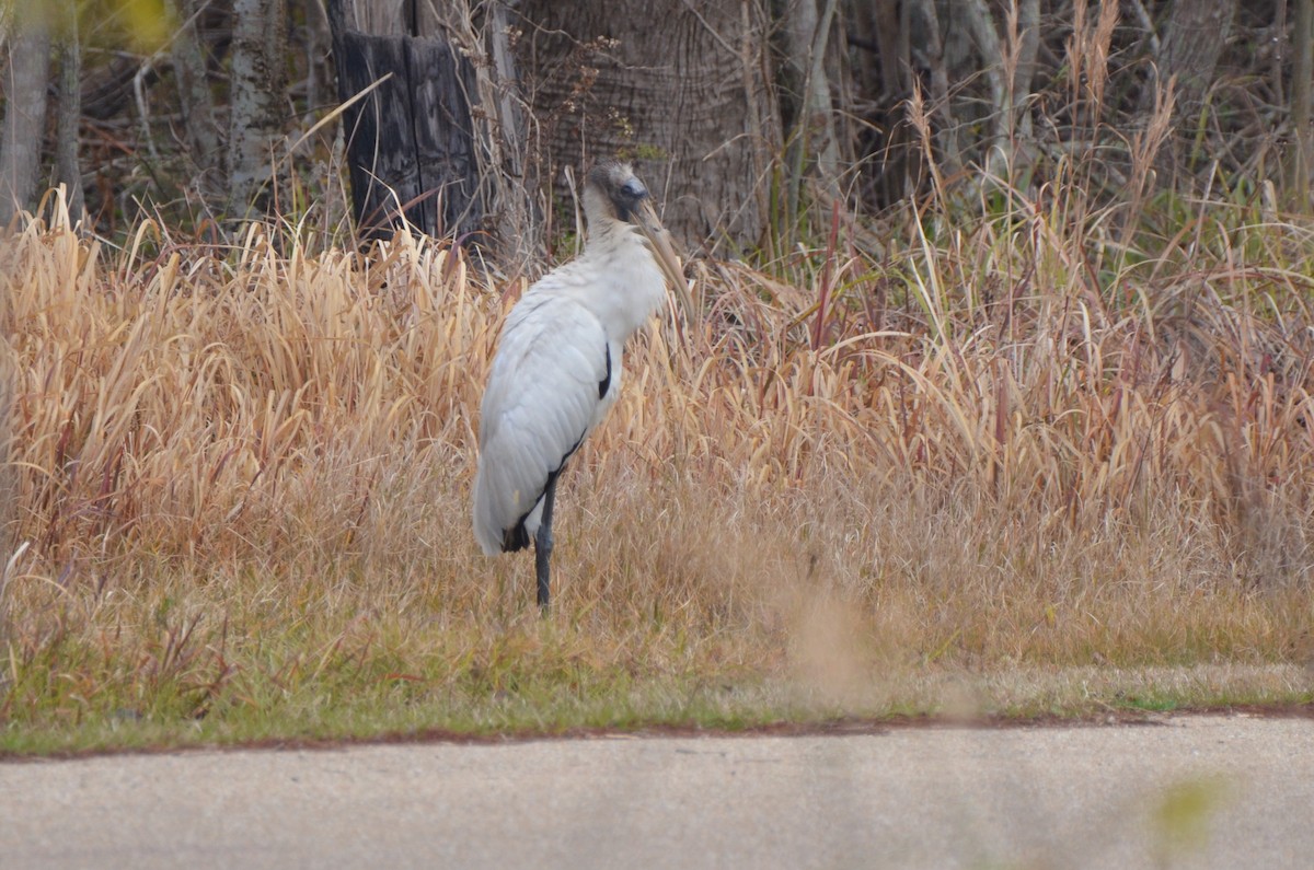 Wood Stork - ML138550341