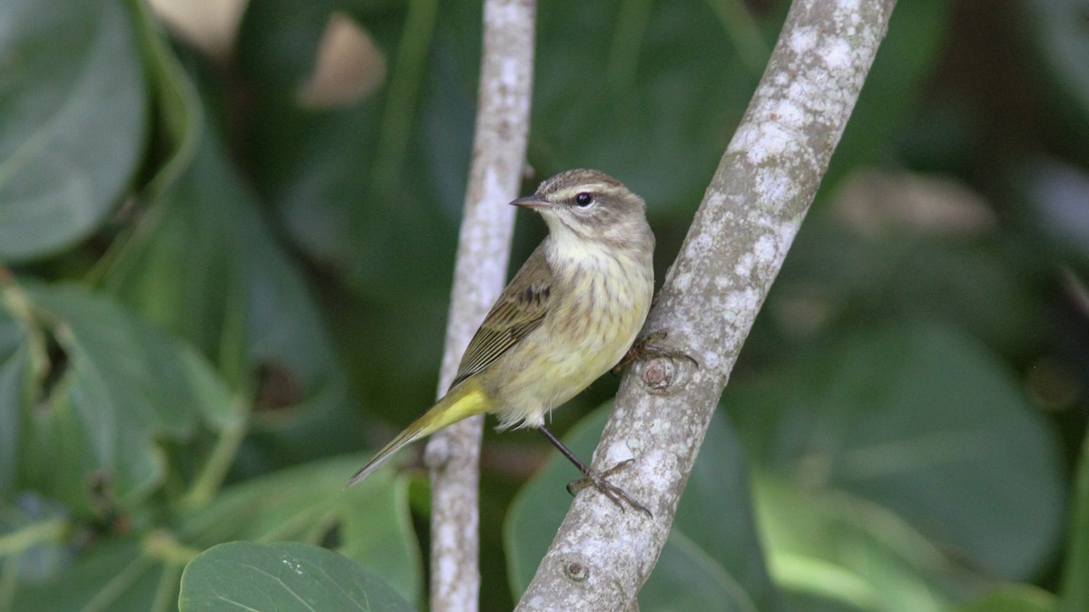 Palm Warbler (Western) - ML138551081