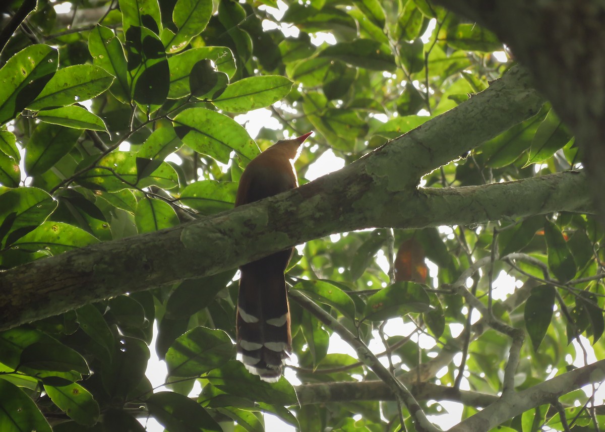 Black-bellied Cuckoo - ML138551271