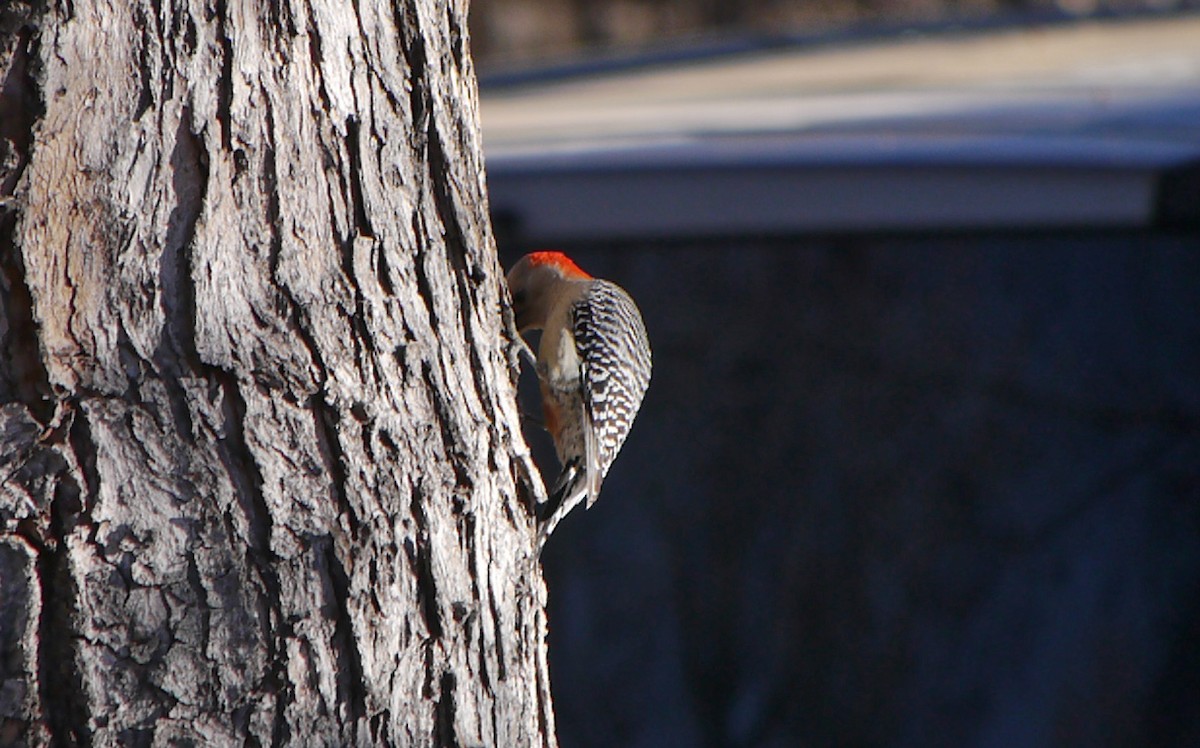 Red-bellied Woodpecker - Bernard Foy