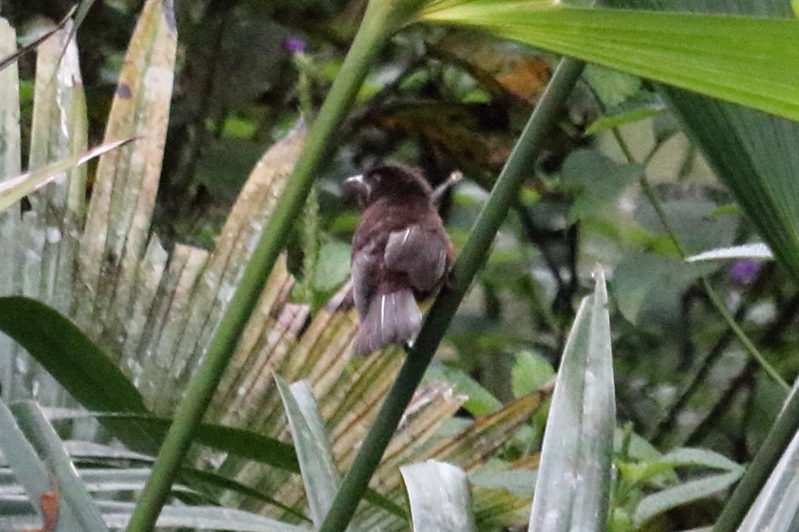 Sperlingsvogel, unbestimmt - ML138552191