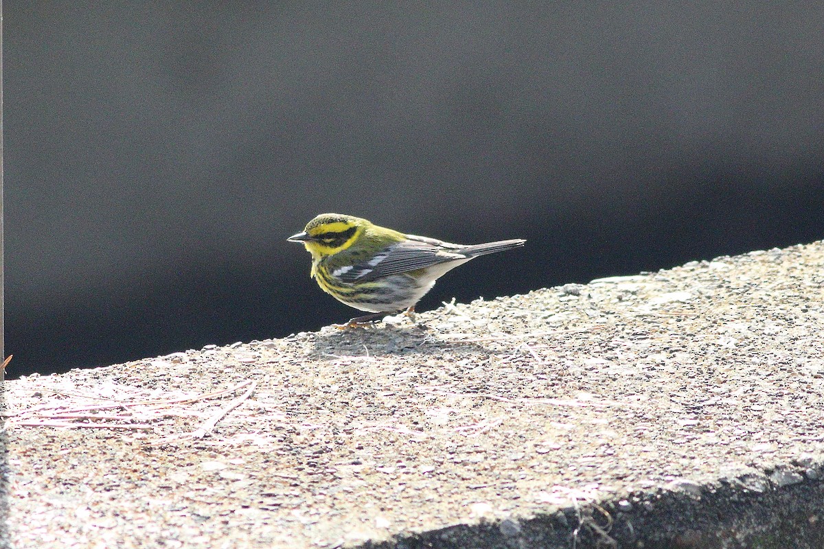 Townsend's Warbler - ML138552441