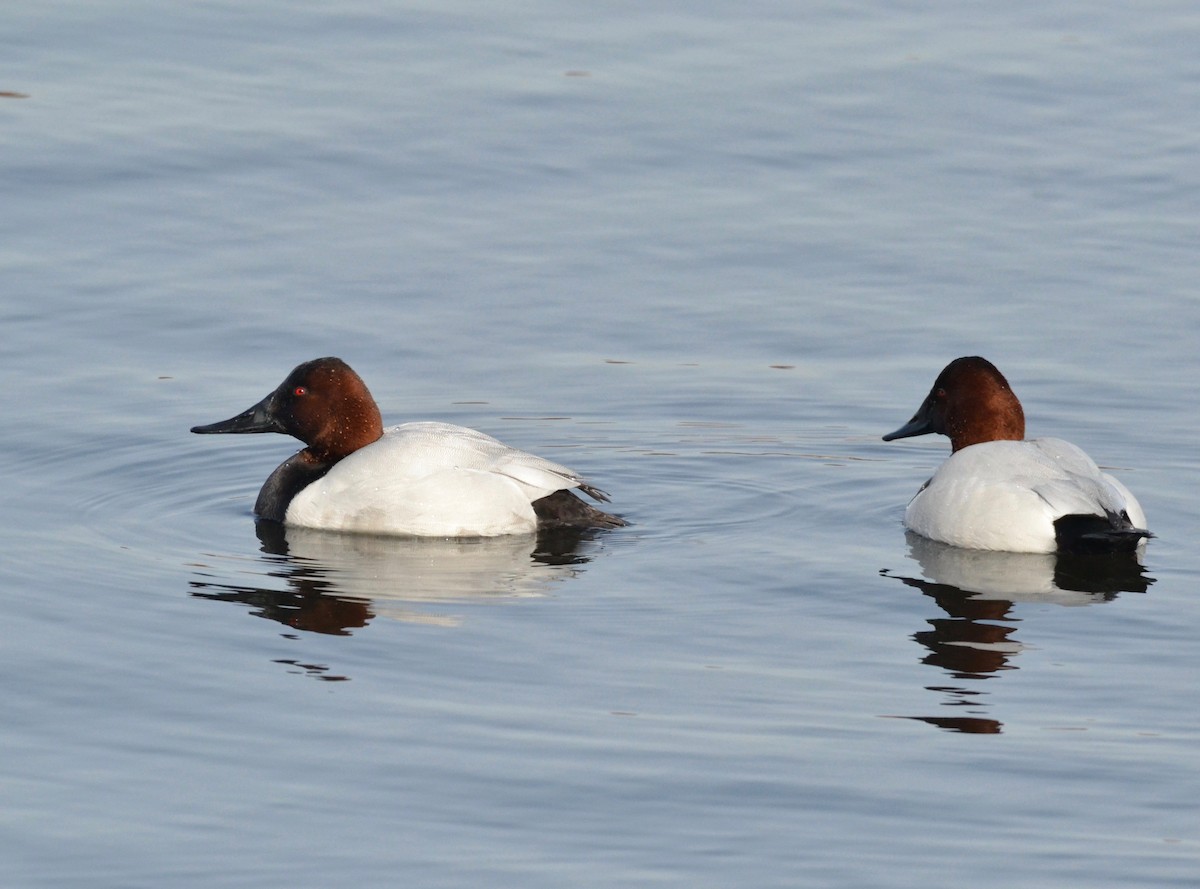 Canvasback - ML138554061