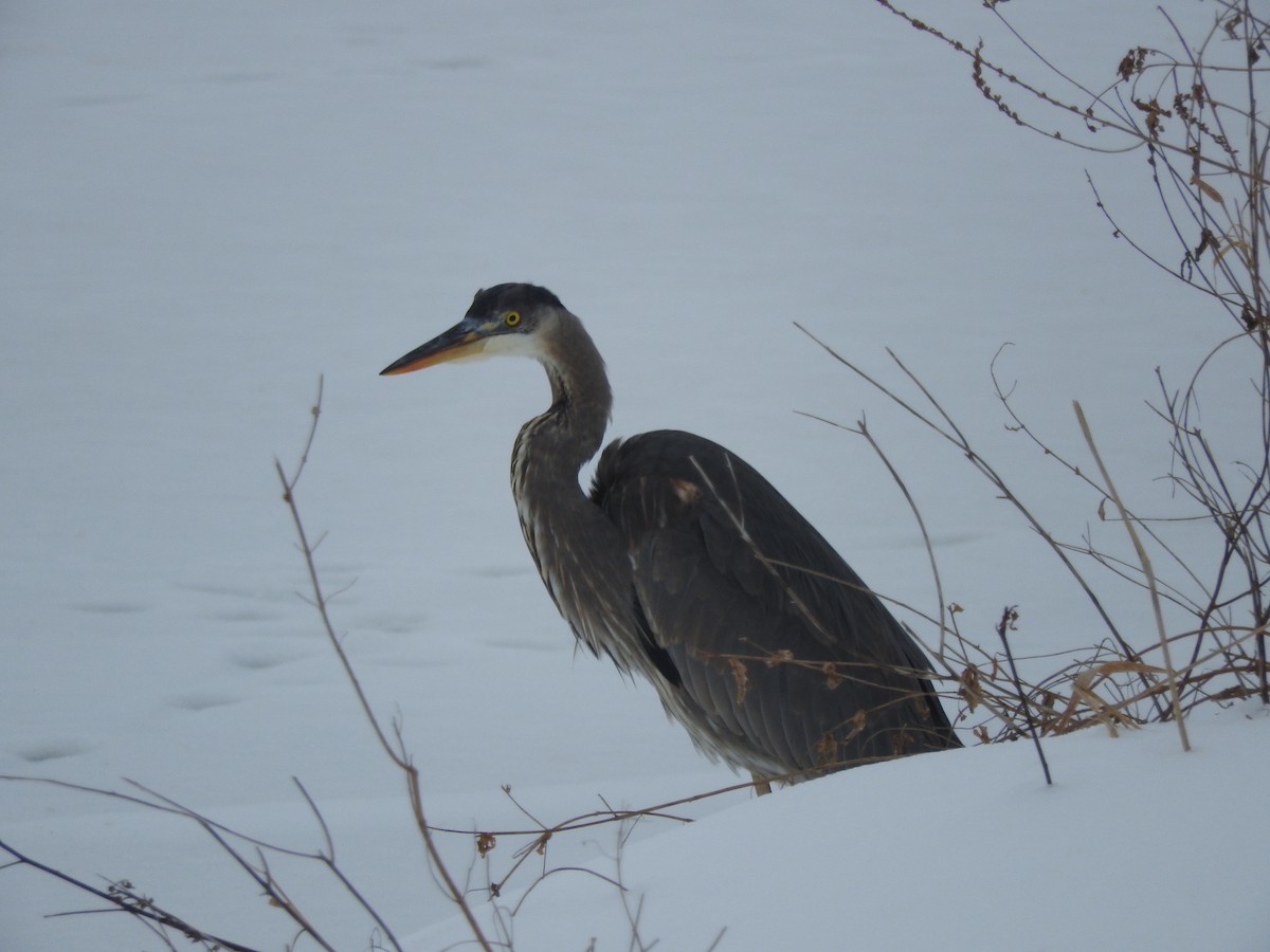 Great Blue Heron - ML138554161