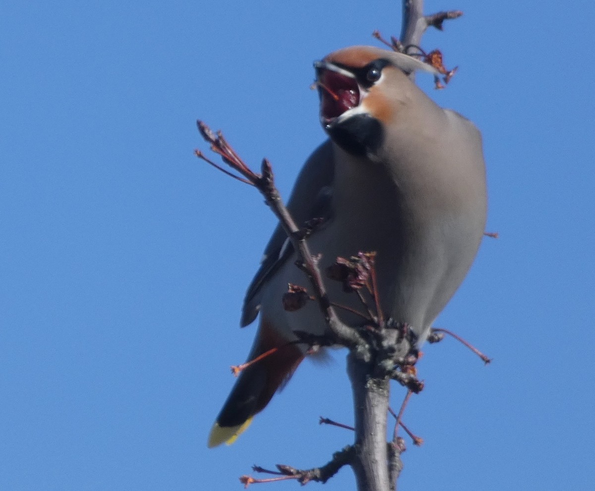 Bohemian Waxwing - Mary  McMahon