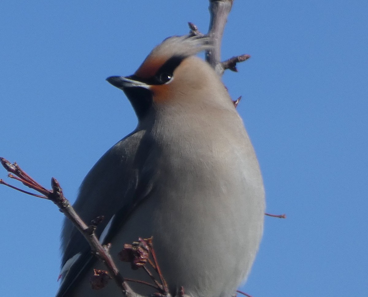 Bohemian Waxwing - ML138555791