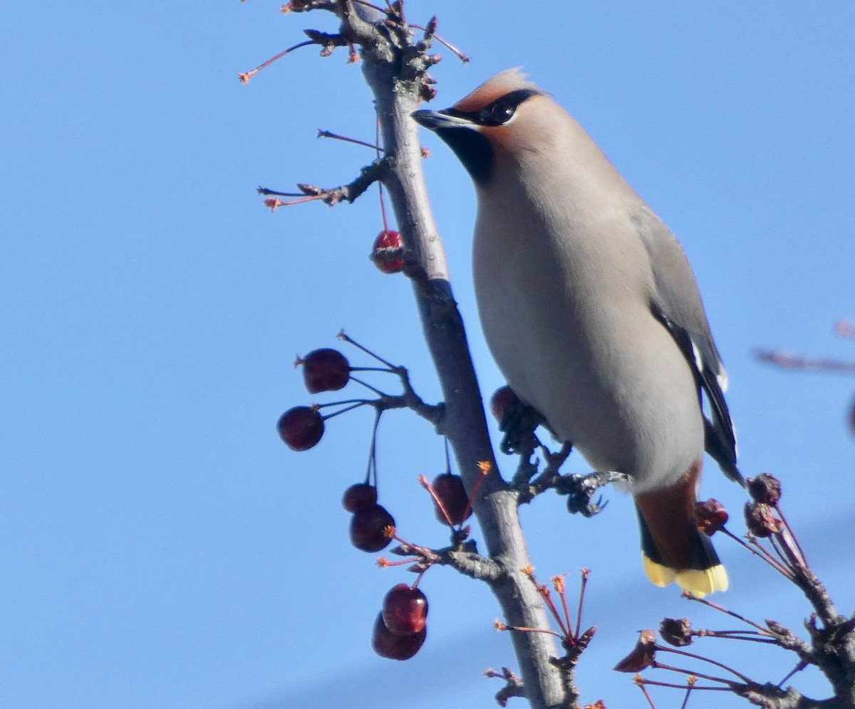 Bohemian Waxwing - ML138556241