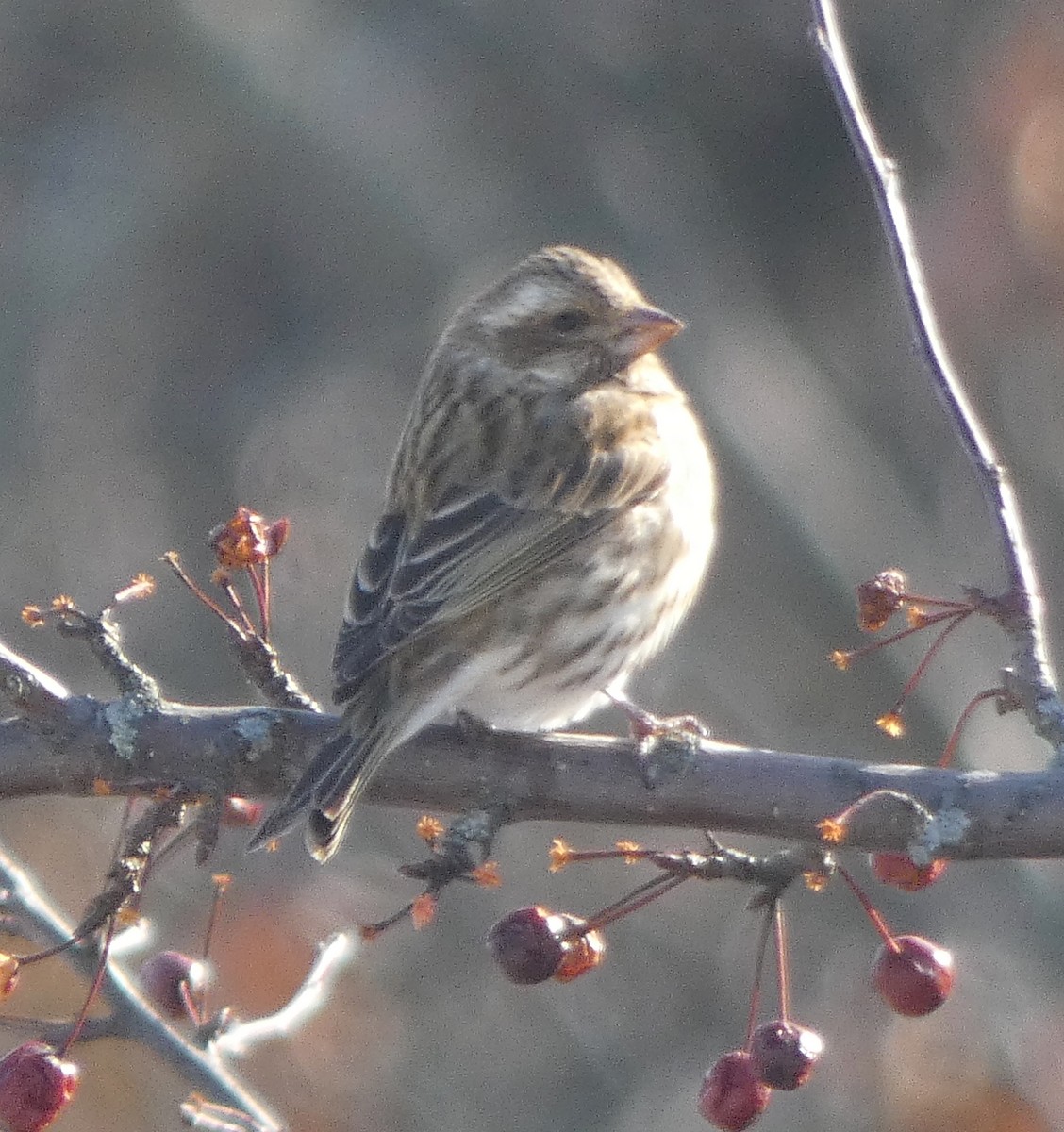 Purple Finch - ML138556691