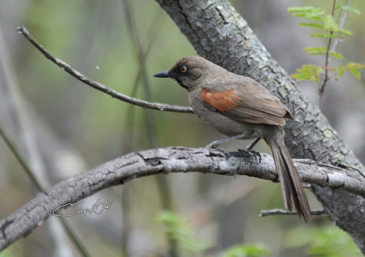 Red-shouldered Spinetail - Sérgio Leal