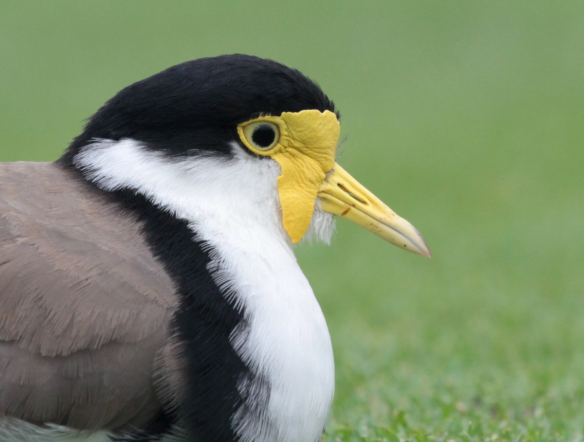 Masked Lapwing (Black-shouldered) - Corey Callaghan