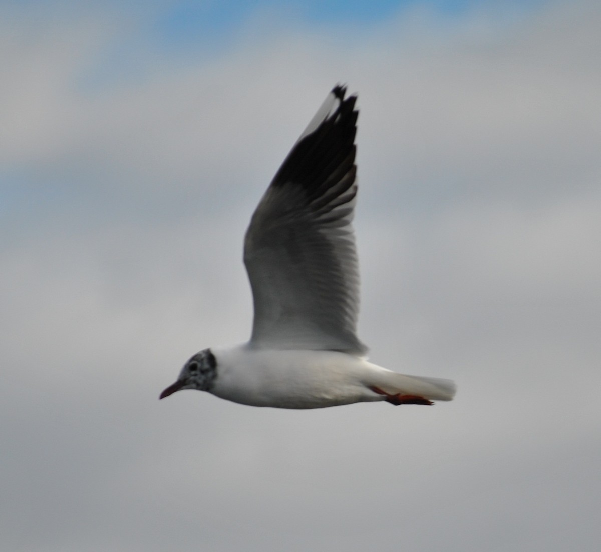 Brown-hooded Gull - ML138558271