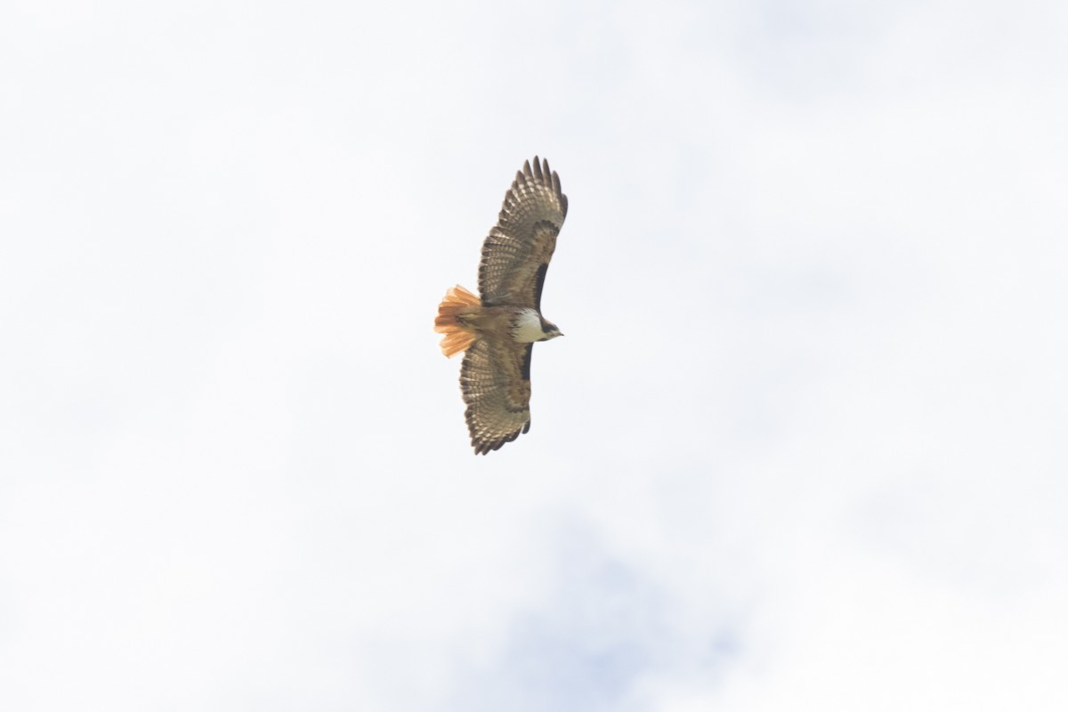 Red-tailed Hawk - Marcelo Corella