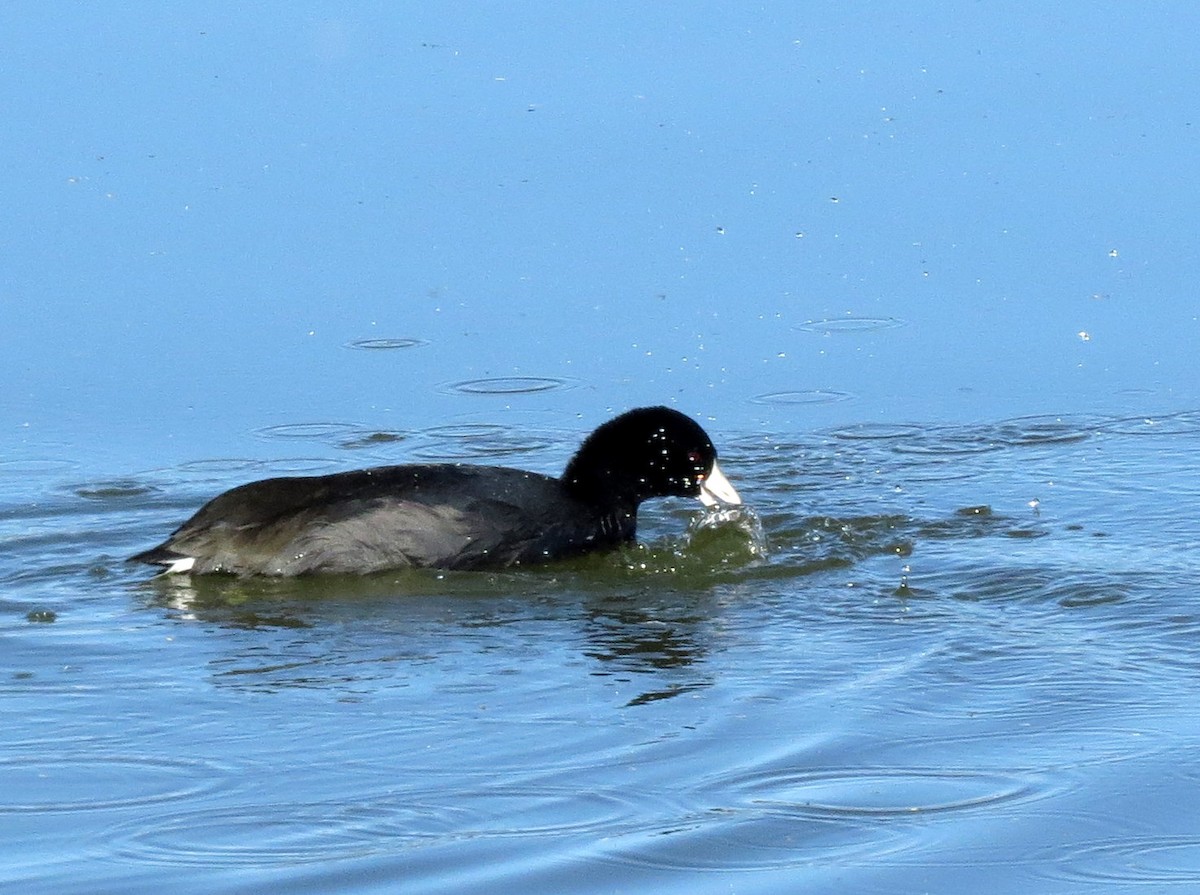 Foulque d'Amérique - ML138562851