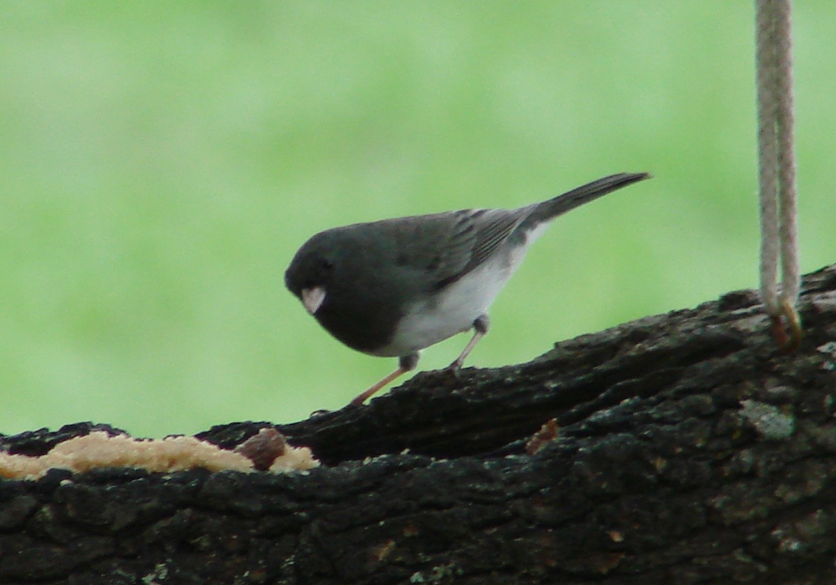 Dark-eyed Junco - ML138563601