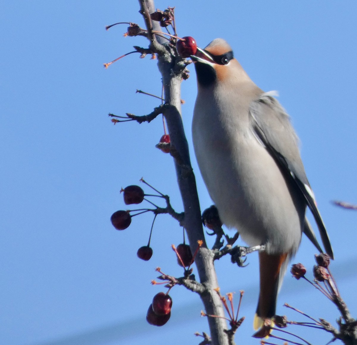 Bohemian Waxwing - ML138564851