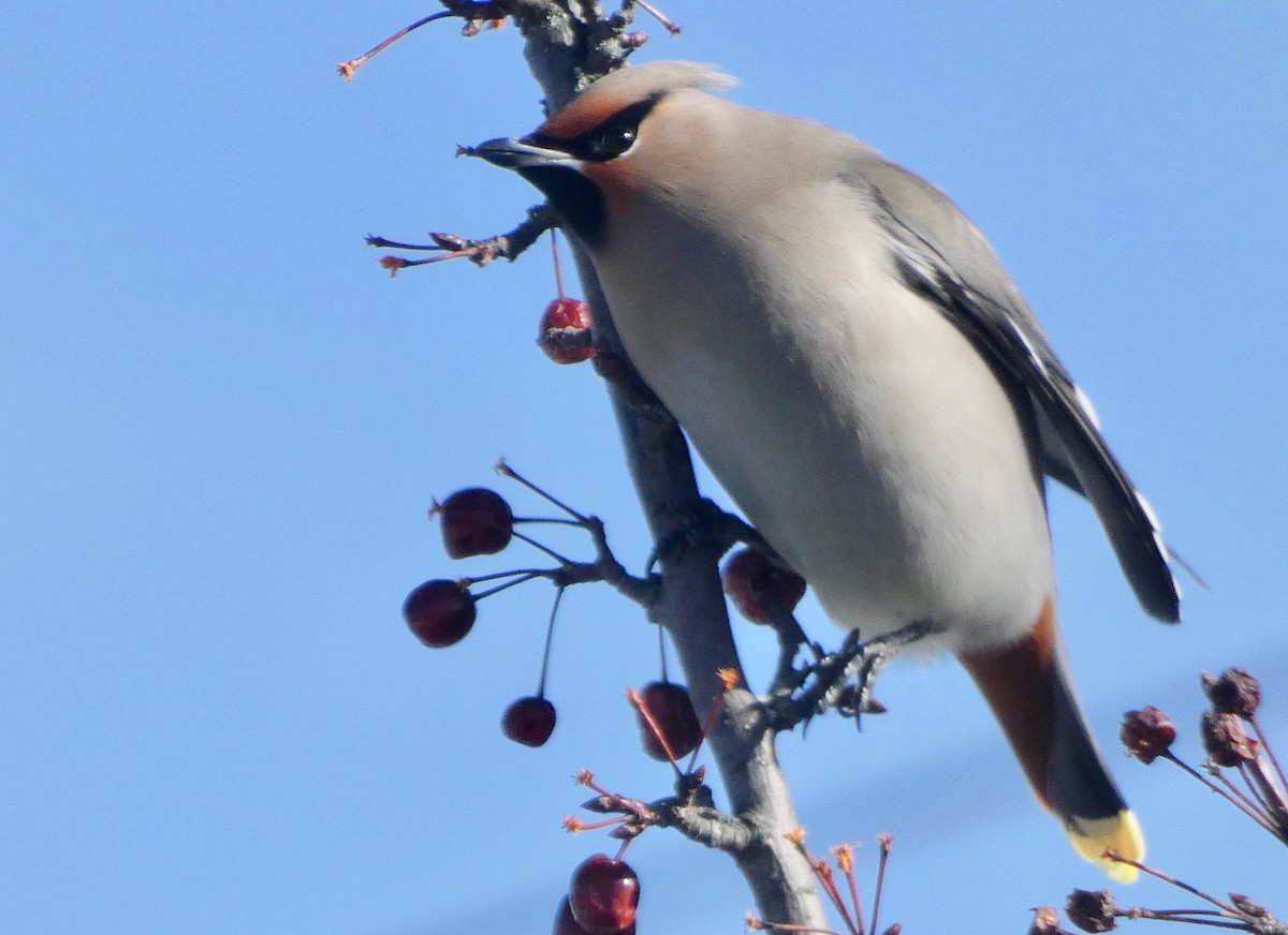 Bohemian Waxwing - Mary  McMahon