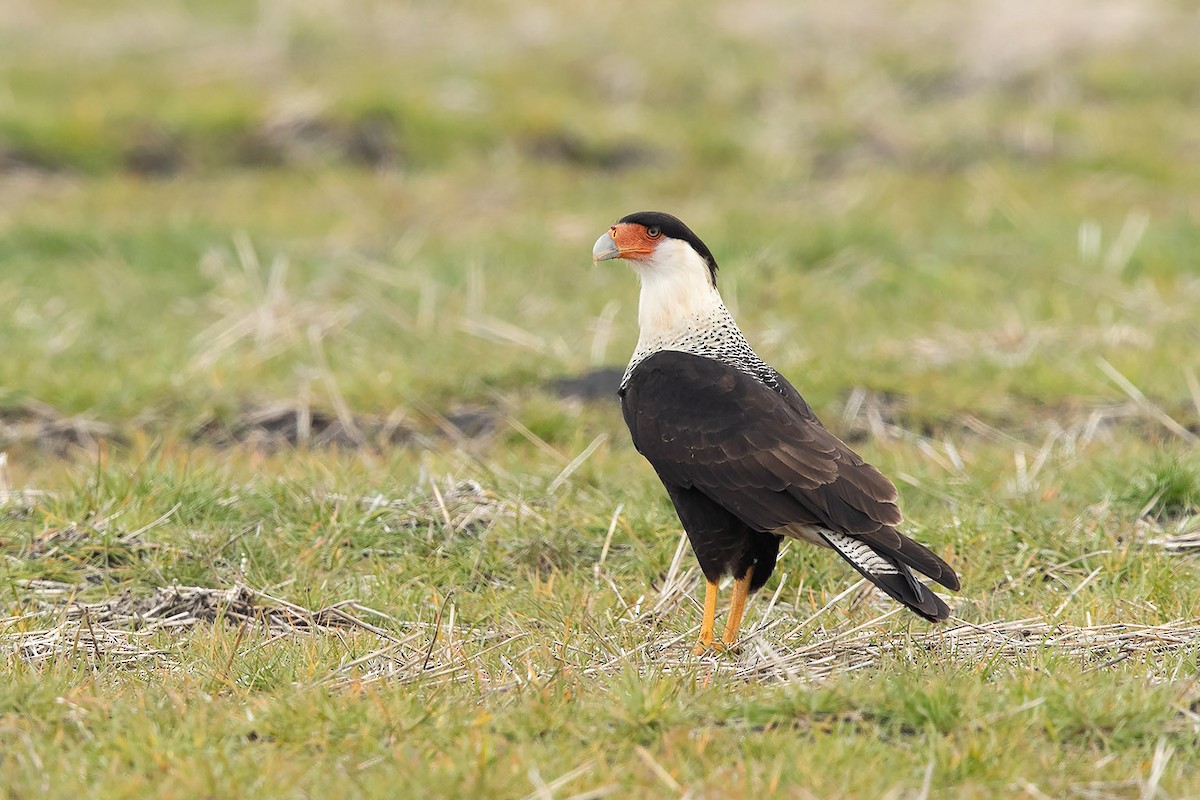 Caracara huppé (cheriway) - ML138566001