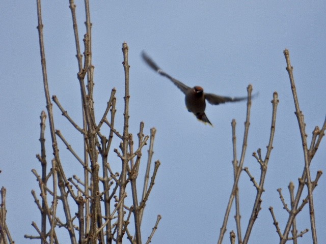 Bohemian Waxwing - ML138566581