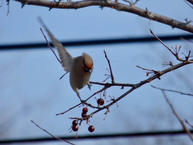 Bohemian Waxwing - ML138566601