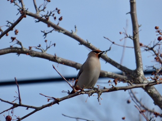 Bohemian Waxwing - ML138566611