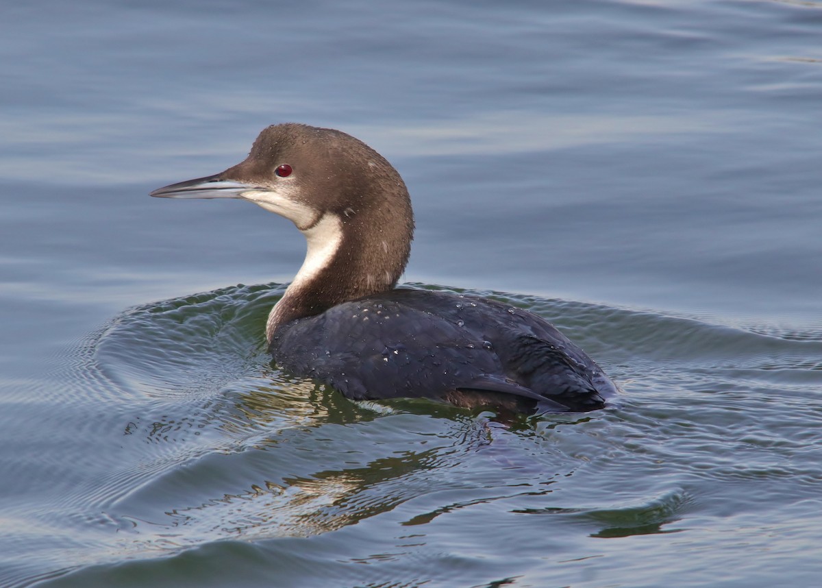 Pacific Loon - Mark Gallagher