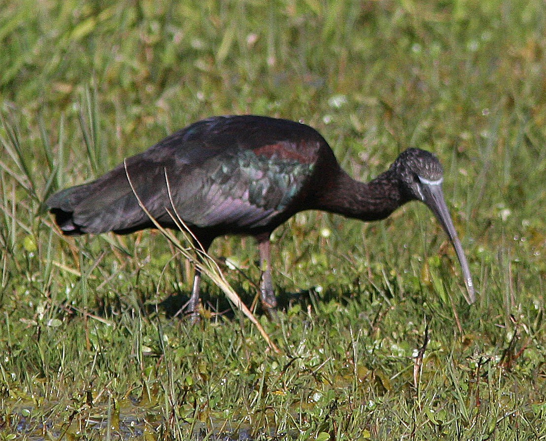 Glossy Ibis - Gilles Ethier