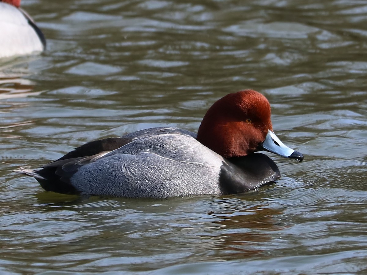 Redhead - Brenda Bull