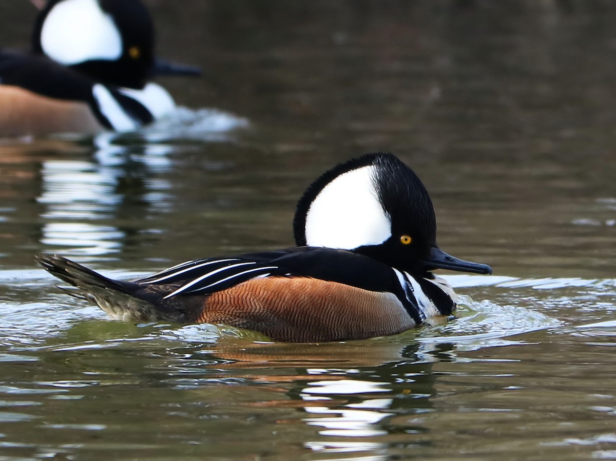 Hooded Merganser - ML138572181