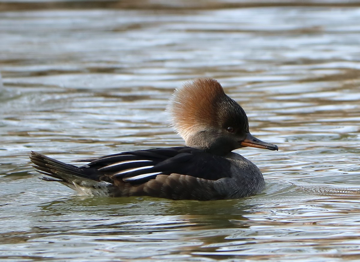 Hooded Merganser - ML138572211