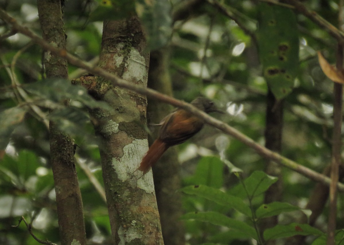 Olivaceous Woodcreeper - ML138572401