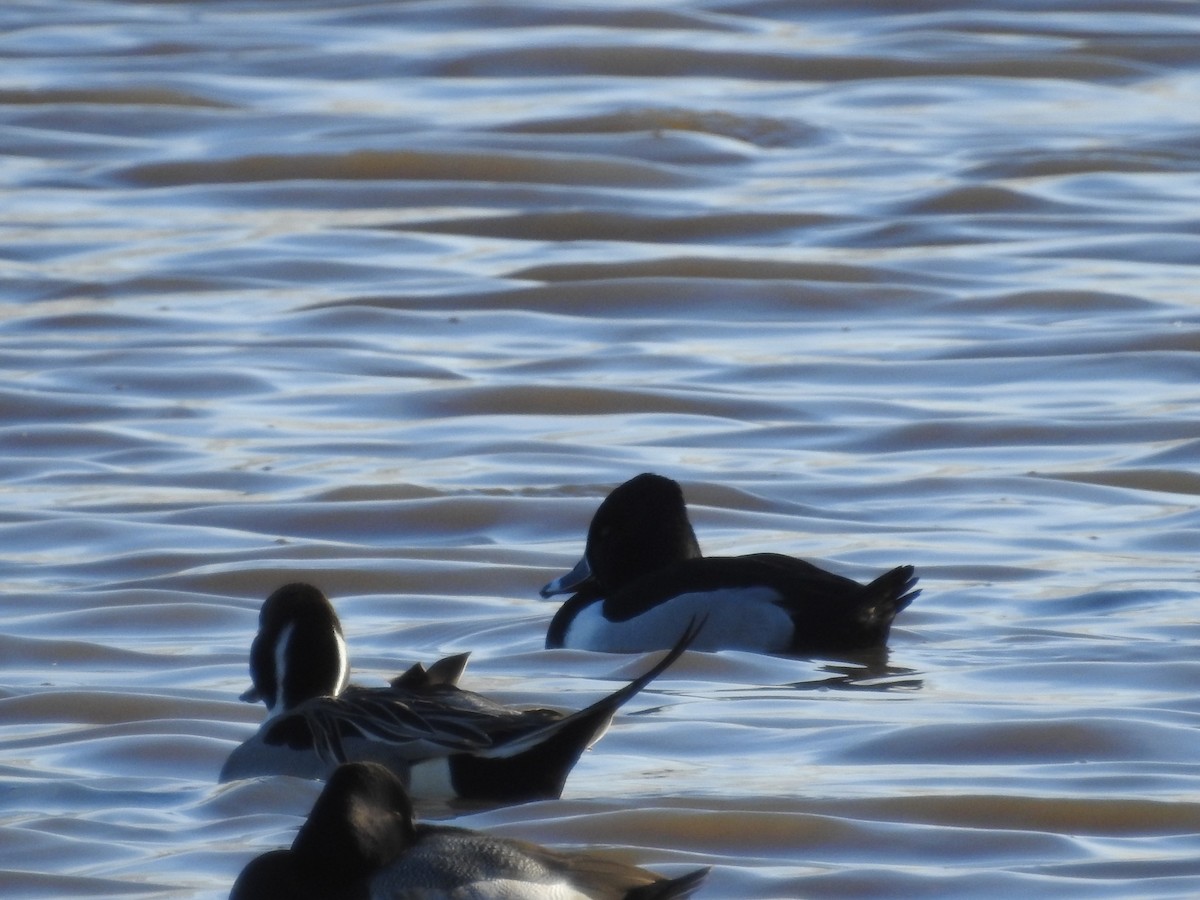 Ring-necked Duck - ML138575221
