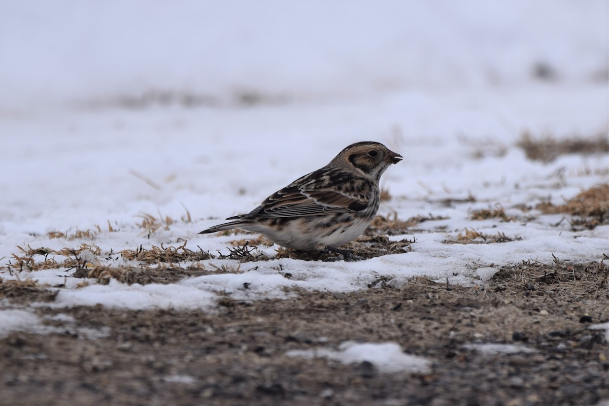 Lapland Longspur - Rex Martin