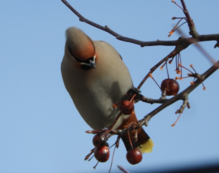 Bohemian Waxwing - Carol Baird Molander