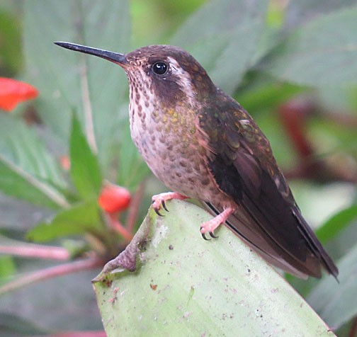 Speckled Hummingbird - Julie MacDonald
