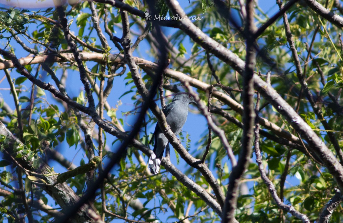 Black-winged Cuckooshrike - ML138578511