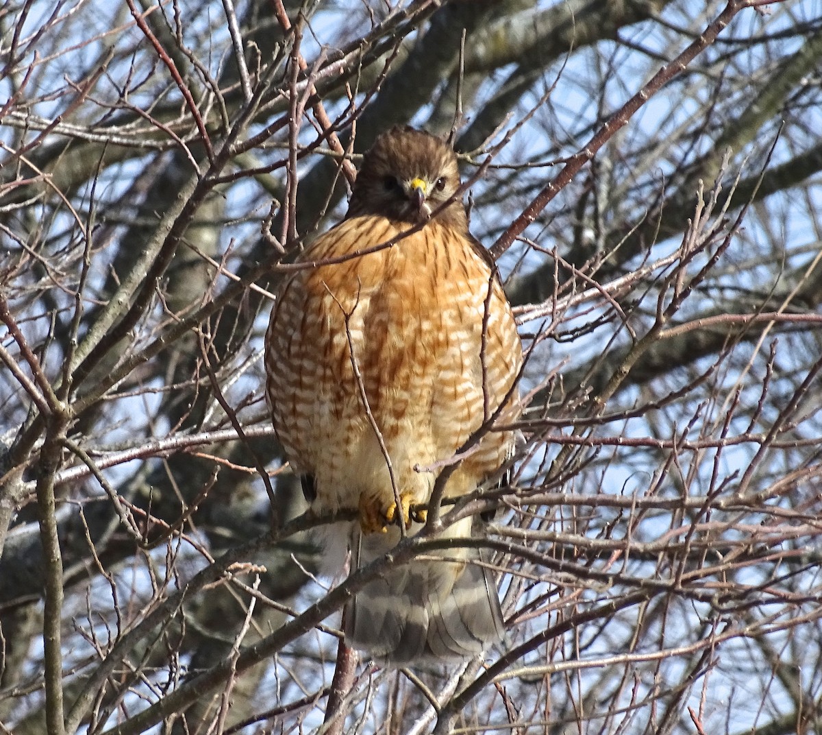 Red-shouldered Hawk (lineatus Group) - ML138578991