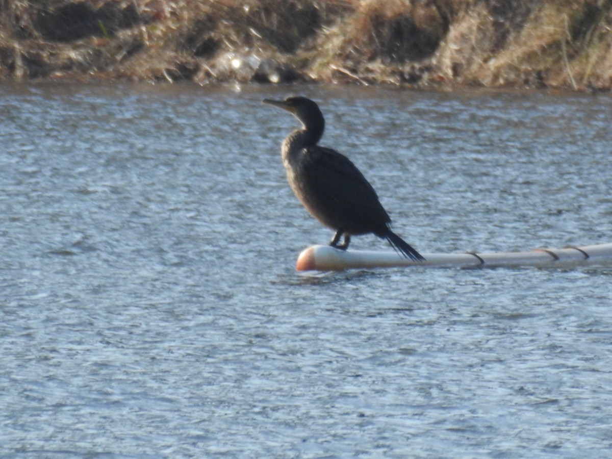 Double-crested Cormorant - ML138579871