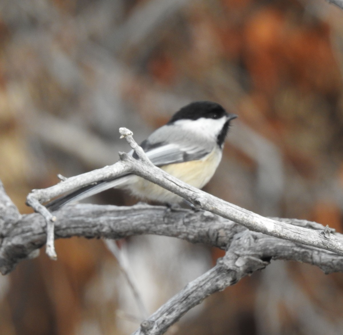 Black-capped Chickadee - ML138580031