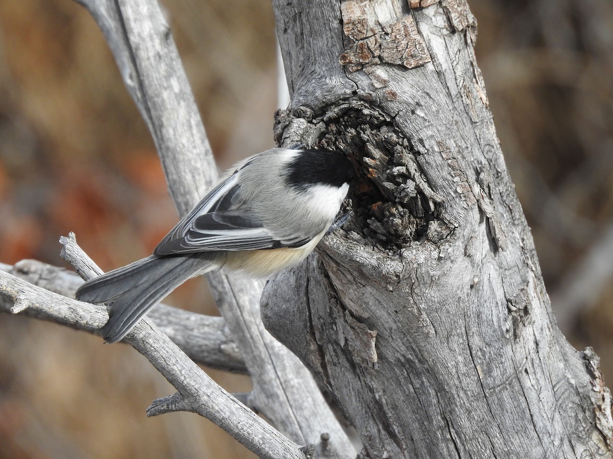 Black-capped Chickadee - Shane Sater