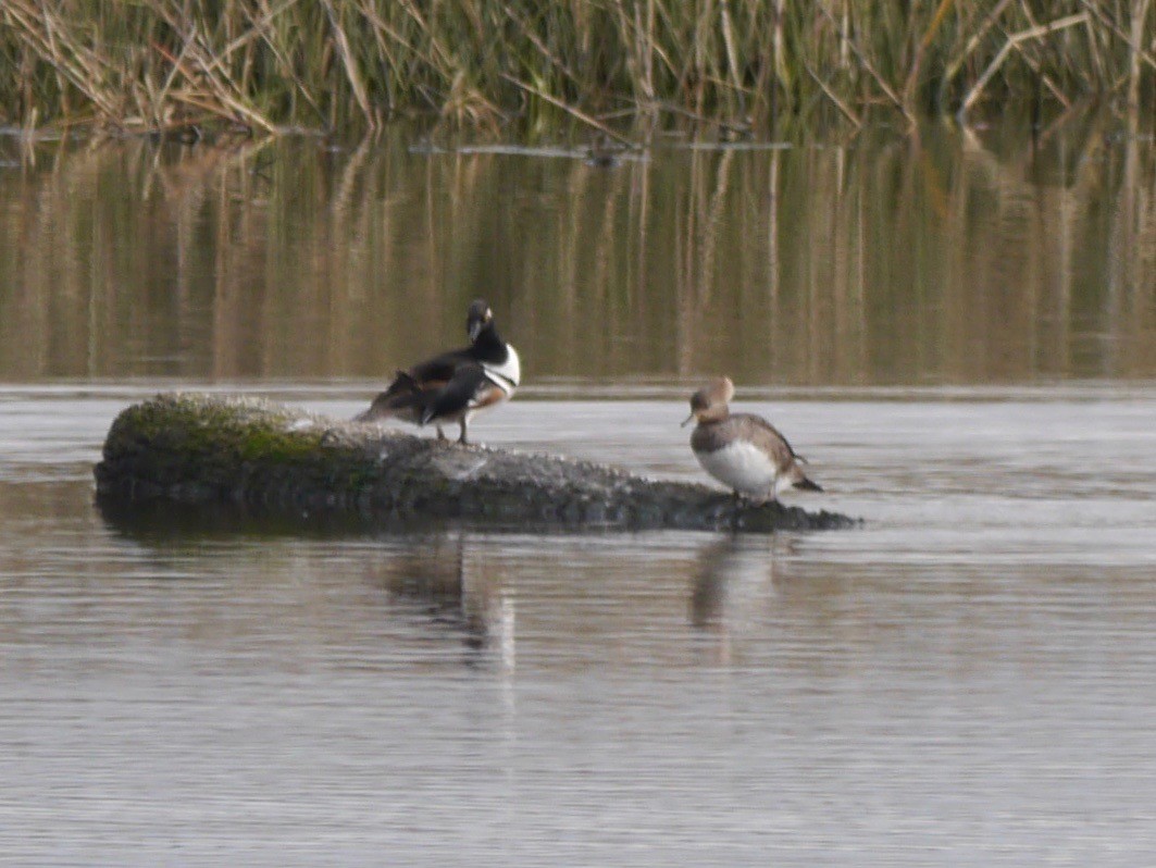 Hooded Merganser - ML138580241