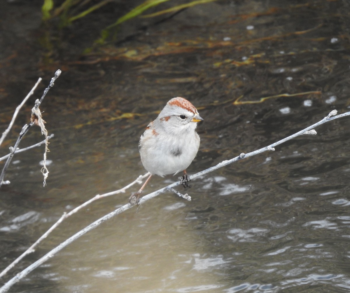 American Tree Sparrow - Shane Sater