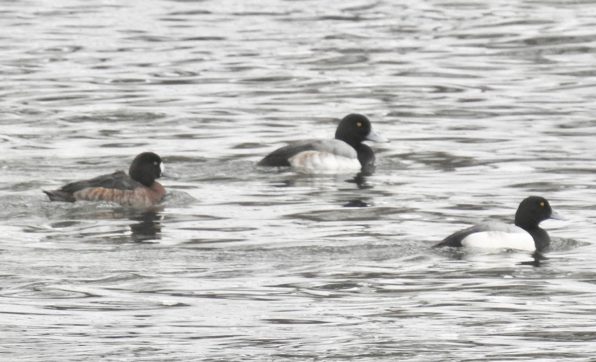 Greater Scaup - ML138581201