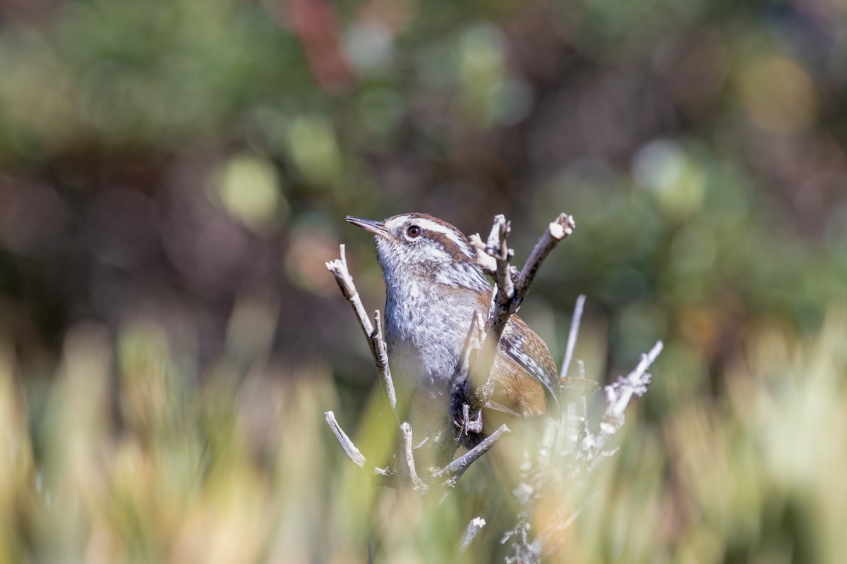 Timberline Wren - kenneth reyes