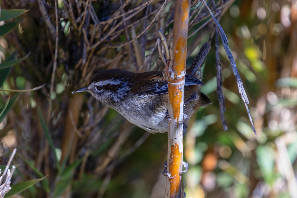 Timberline Wren - kenneth reyes