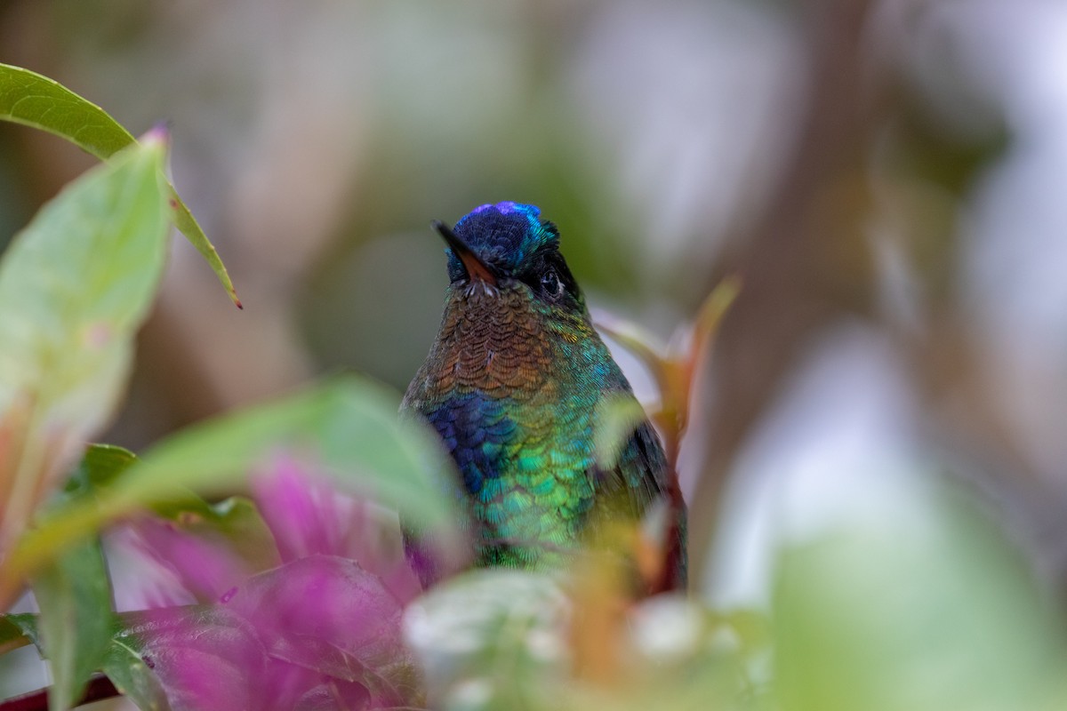 kolibřík ohnivobradý - ML138581911